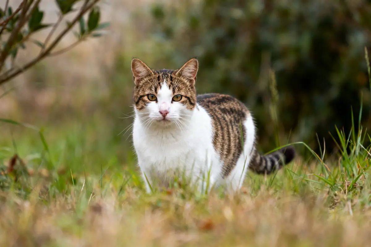 Chat marron et blanc marchant dans un jardin herbeux sous un ciel légèrement nuageux