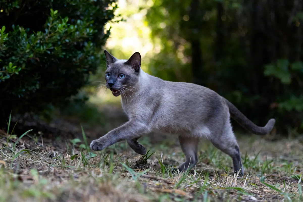 Chat siamois gris marchant dans un jardin verdoyant et ombragé