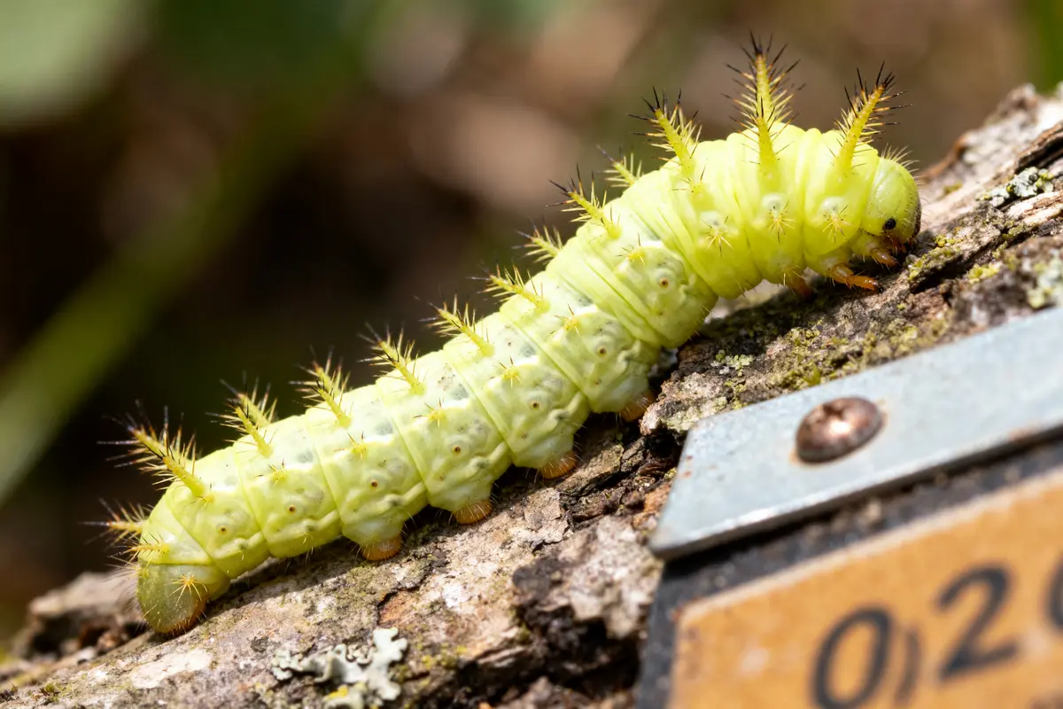 Chenille verte fluo épineuse marchant sur un tronc d'arbre en gros plan