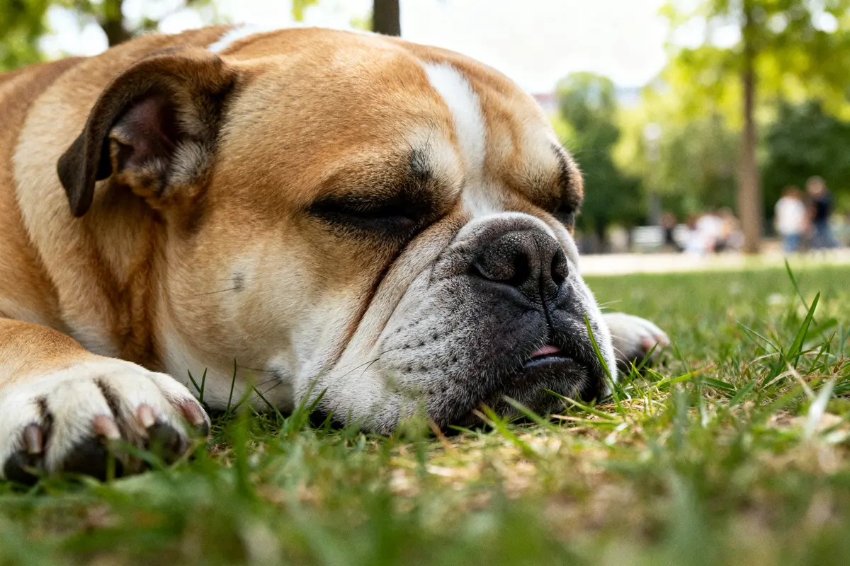 Chien au nez écrasé endormi dans l'herbe au parc ombragé