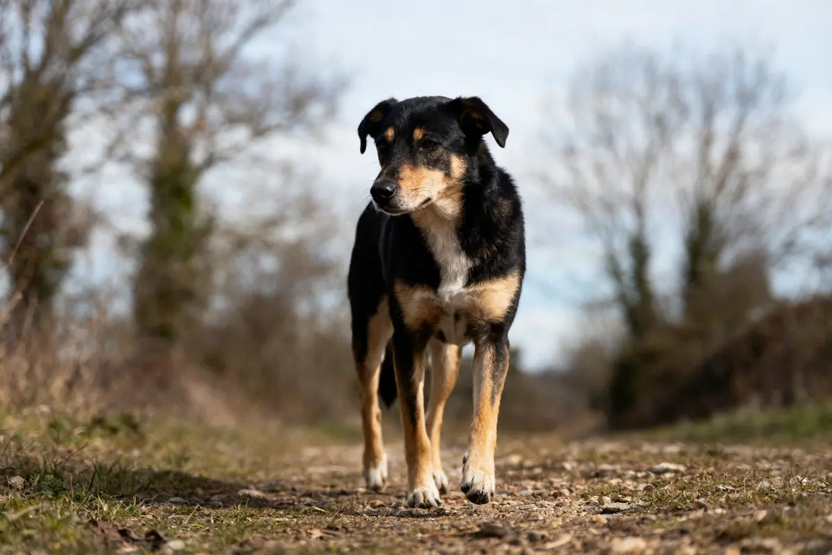 Chien noir et marron marchant sur un sentier, fidèle compagnon canin fr en promenade