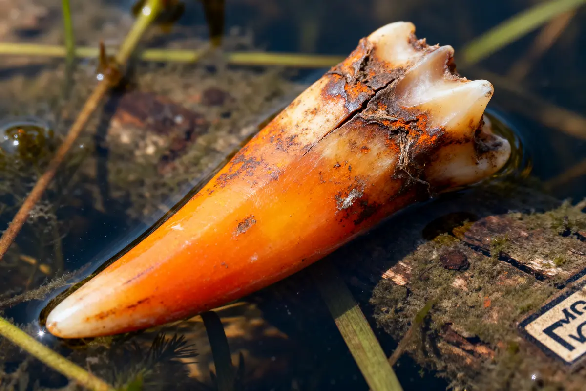 Dent de ragondin orange posée sur bois humide dans l'eau stagnante