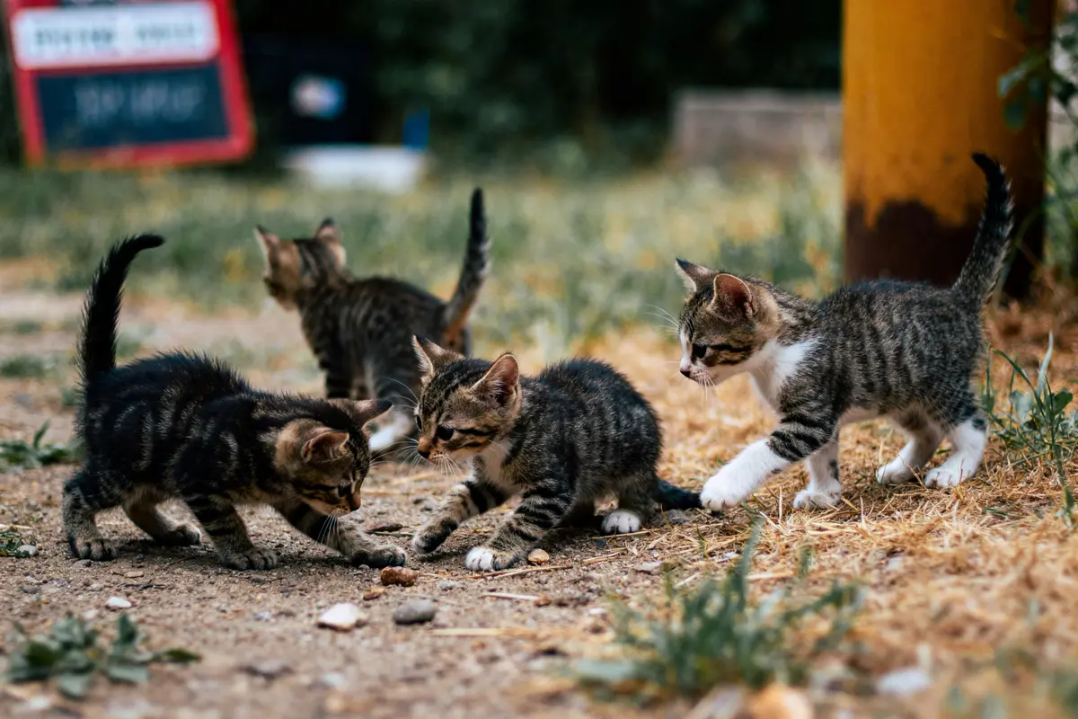 Chatons jouant ensemble dehors illustrant l'évolution des chatons dans leur environnement naturel
