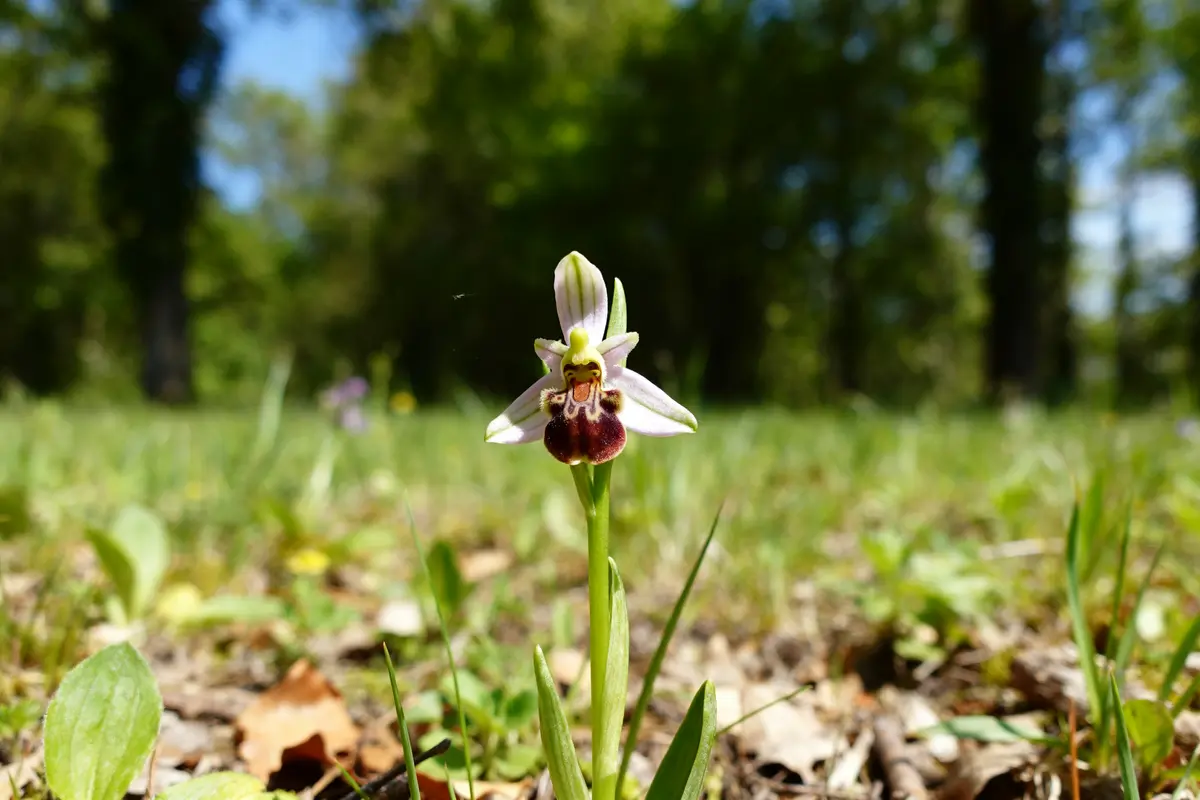 Orchidée sauvage en pleine nature, orchidée toxique pour les chats devant un fond boisé