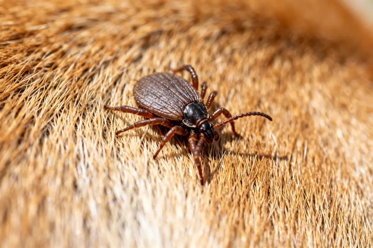 Tique brune sur pelage de chien en gros plan photo tique chien infestation possible