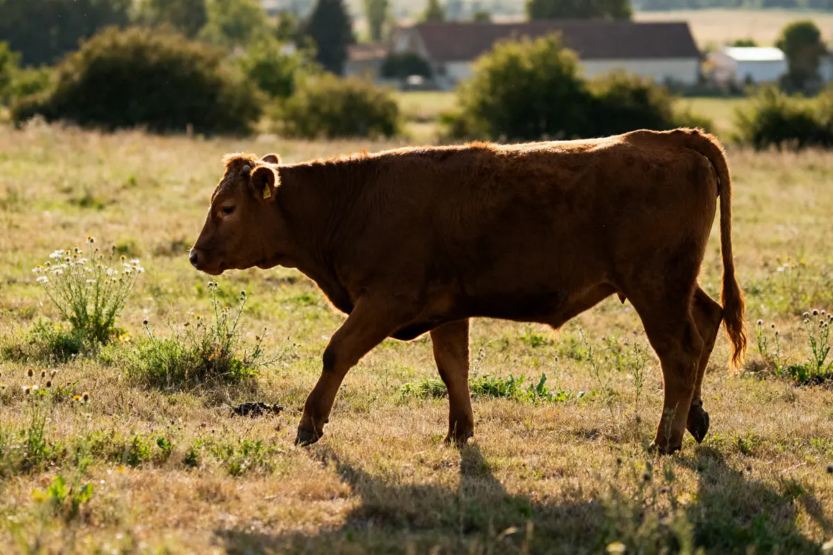 Vachette brune marche dans un pré ensoleillé en évaluant le poids d'une vachette