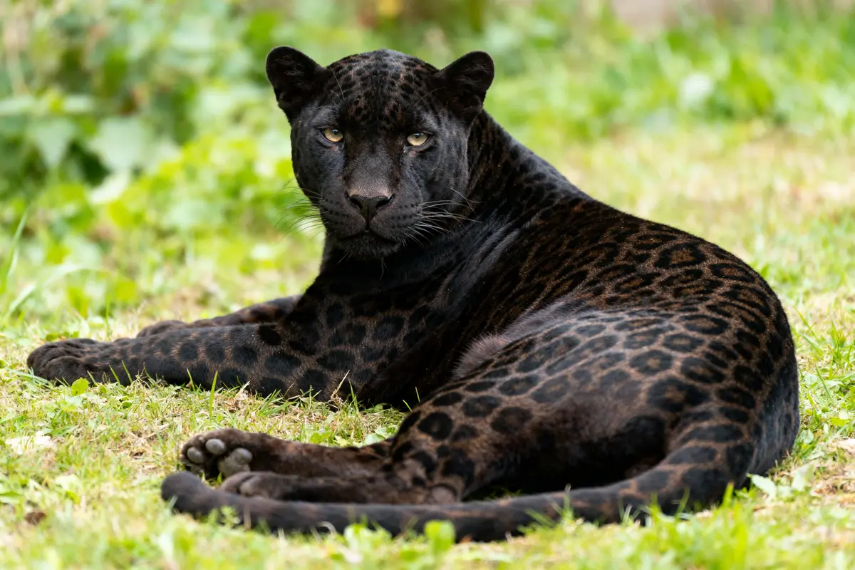 Panthère noire reposant sur l'herbe, l'animal a toujours la peau noire à l'âge adulte