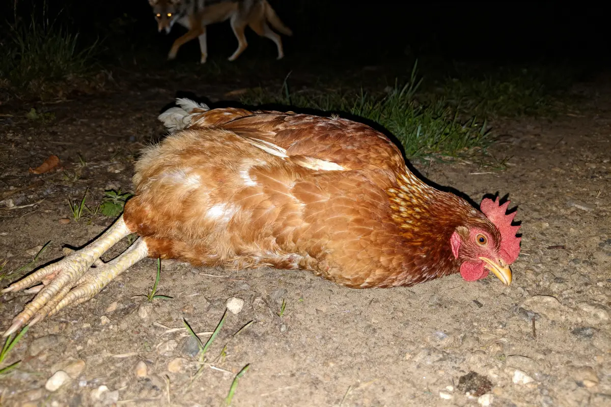 Poulet mort sur le sol nocturne avec prédateur en arrière-plan quel animal tue les poules