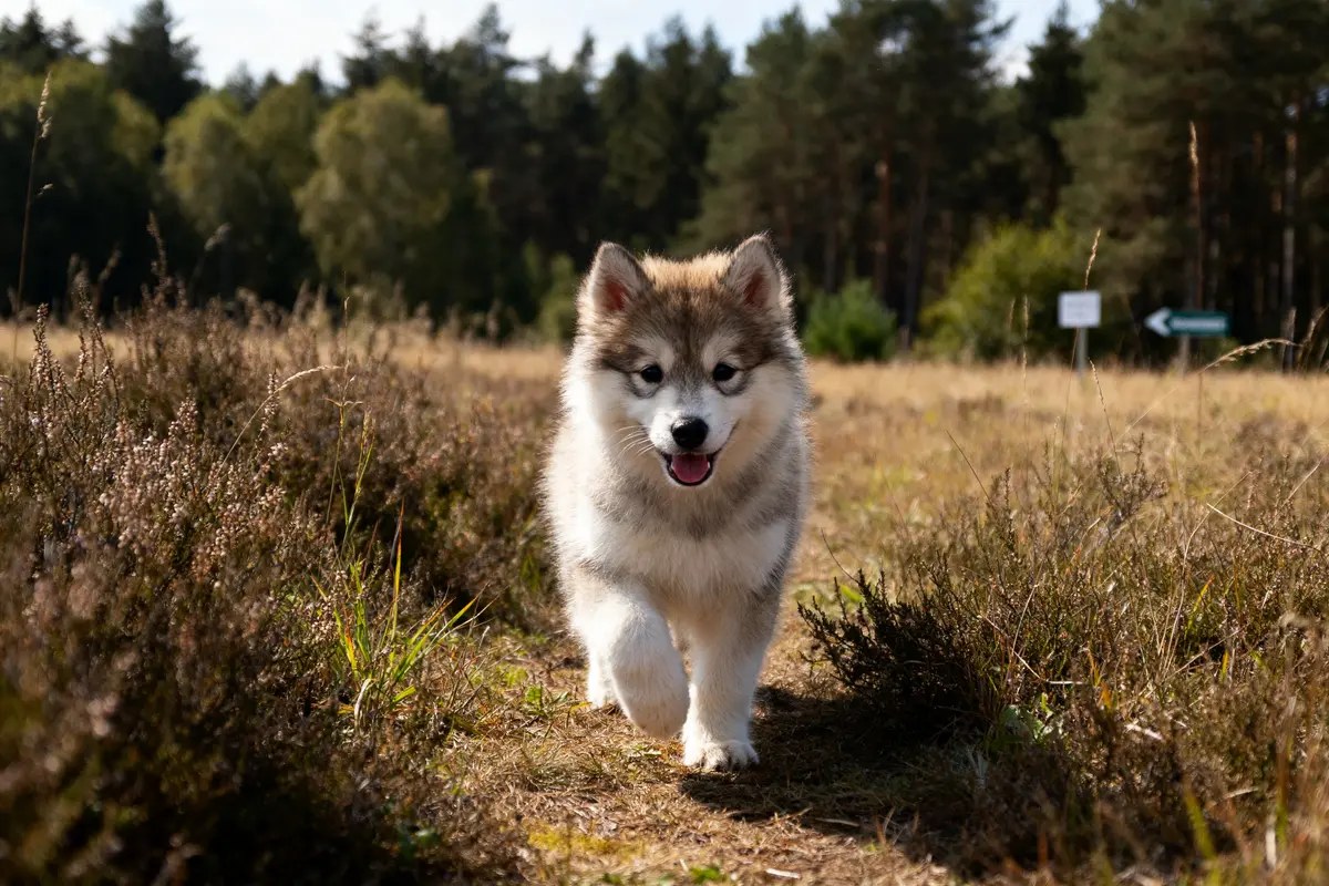 Chiot pomsky trottinant en plein air illustrant la taille d'un pomsky adulte en nature