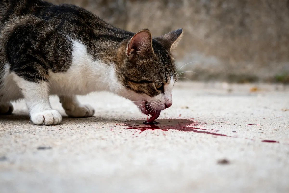 Chat léchant une flaque de liquide rouge, contexte de vomissement chat sang suspecté