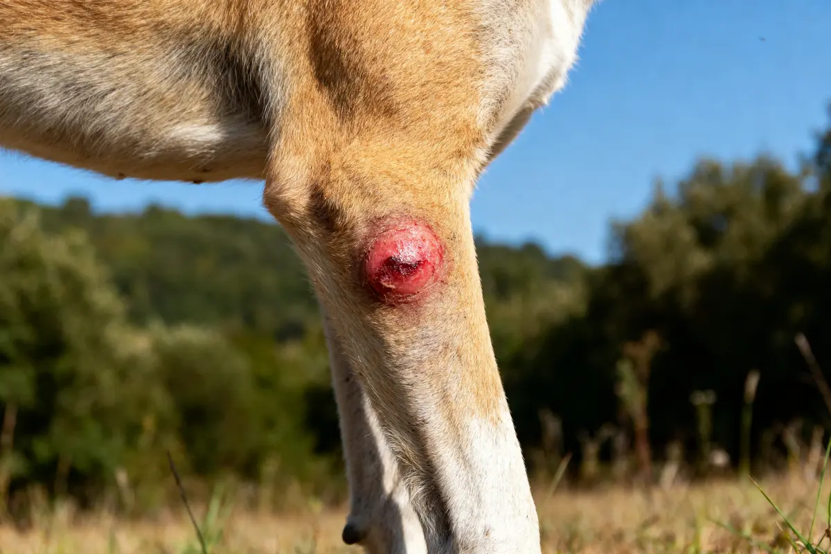 Patte de chien avec un abcès visible, en extérieur, sur fond de nature verdoyante