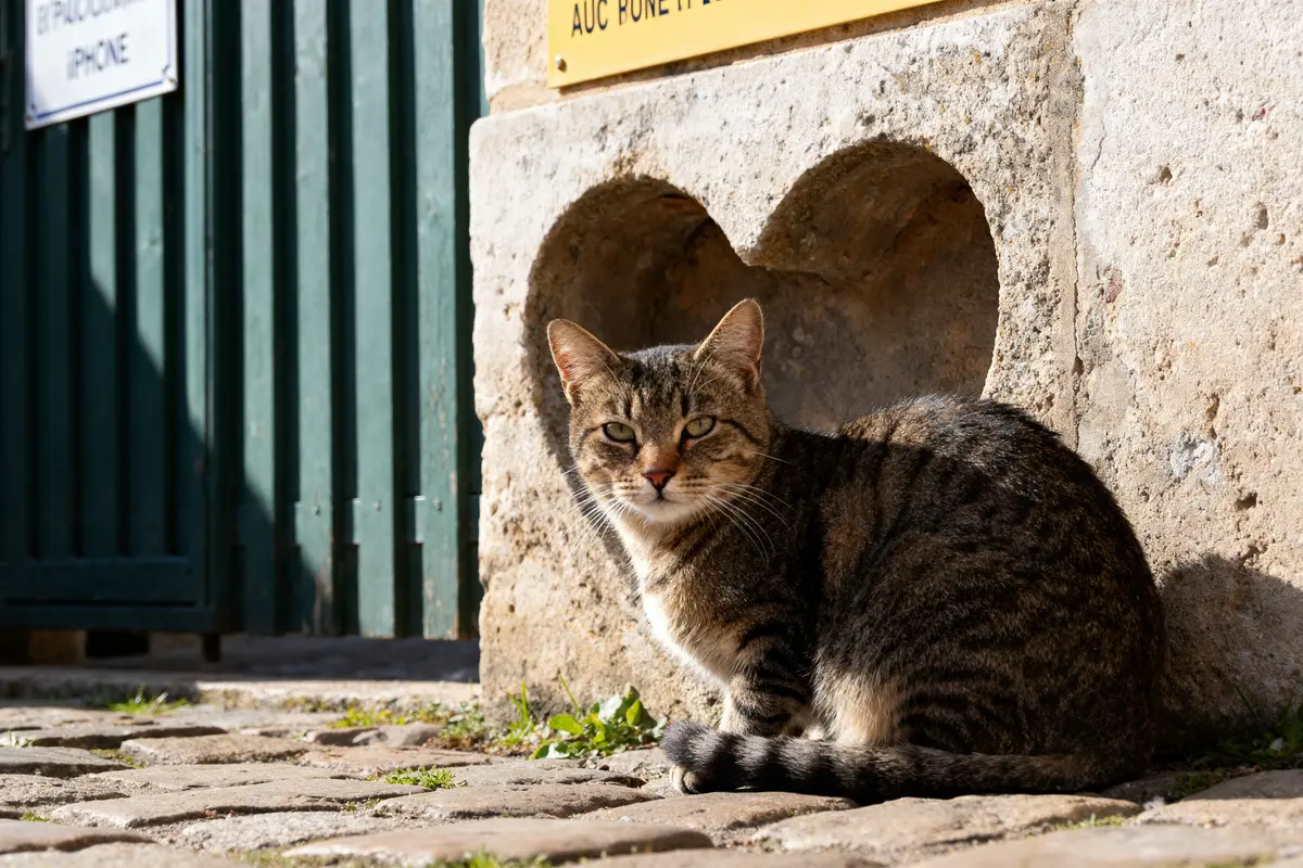 Chat assis devant un mur creusé en forme de cœur, ensoleillé et détendu