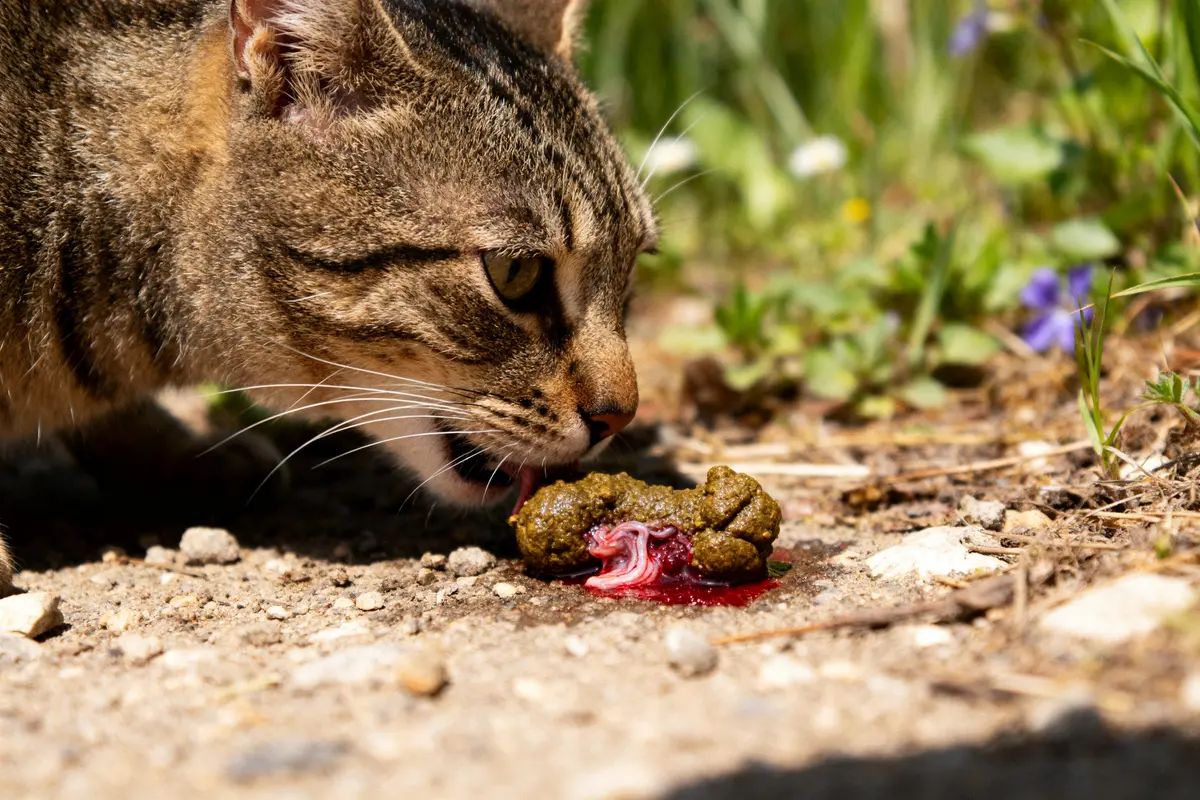 Chat explorant des selles avec sang et glaires dans le jardin en plein air