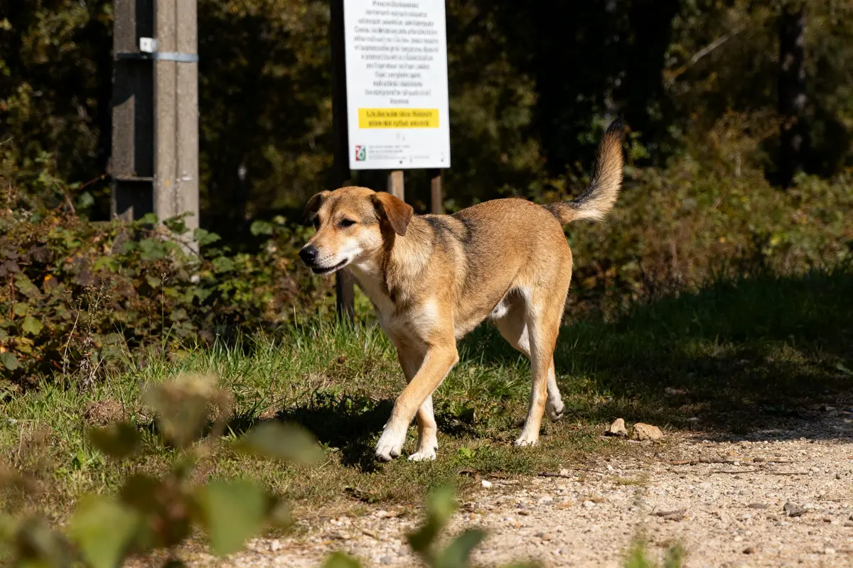 Chien marchant sur sentier forestier symbole de la domestication du chien par l'homme