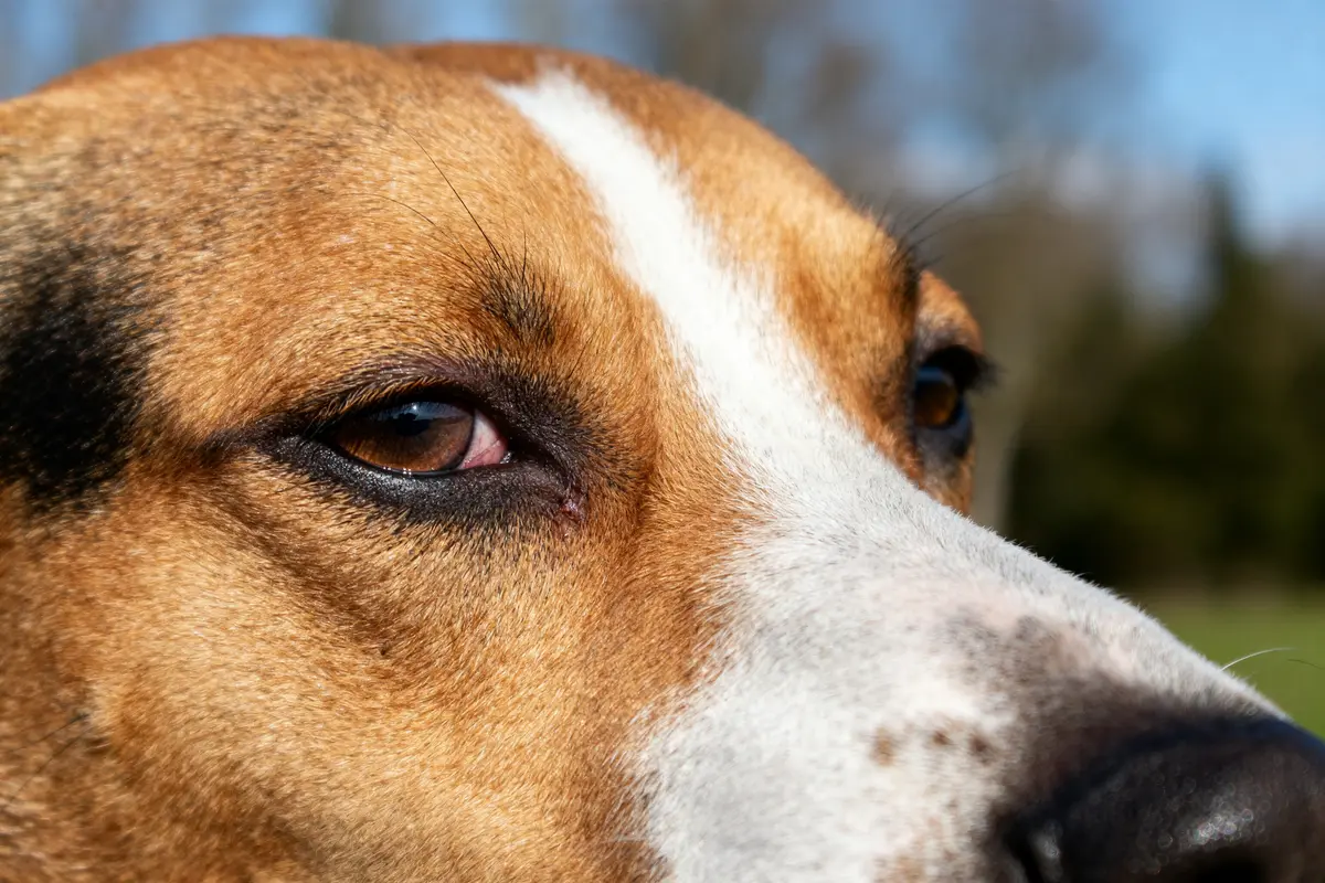 Gros plan sur l'œil d'un chien montrant un entropion chien visible et irrité