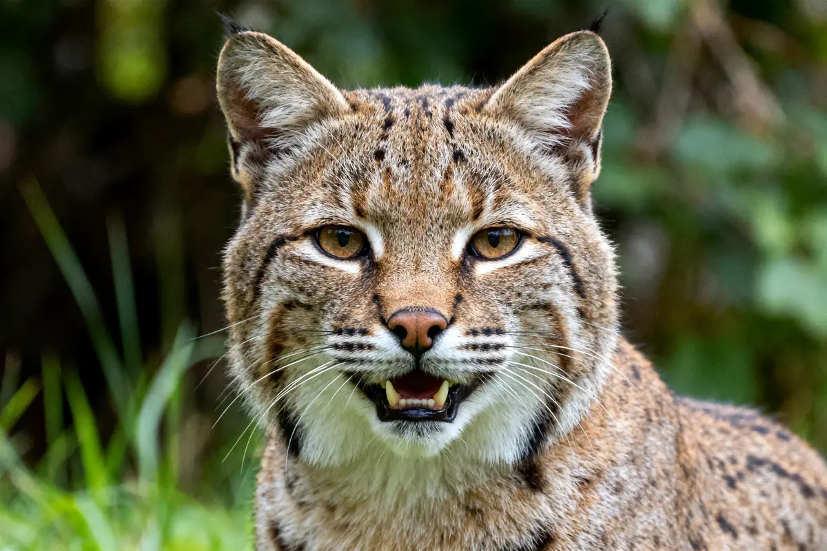 Lynx aux yeux perçants dans la nature intégrant le groupe des félins.