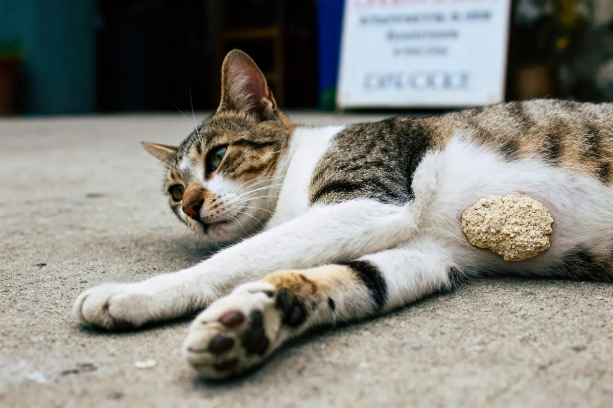 Chat couché avec fibrosarcome visible sur le flanc droit sans poils apparents