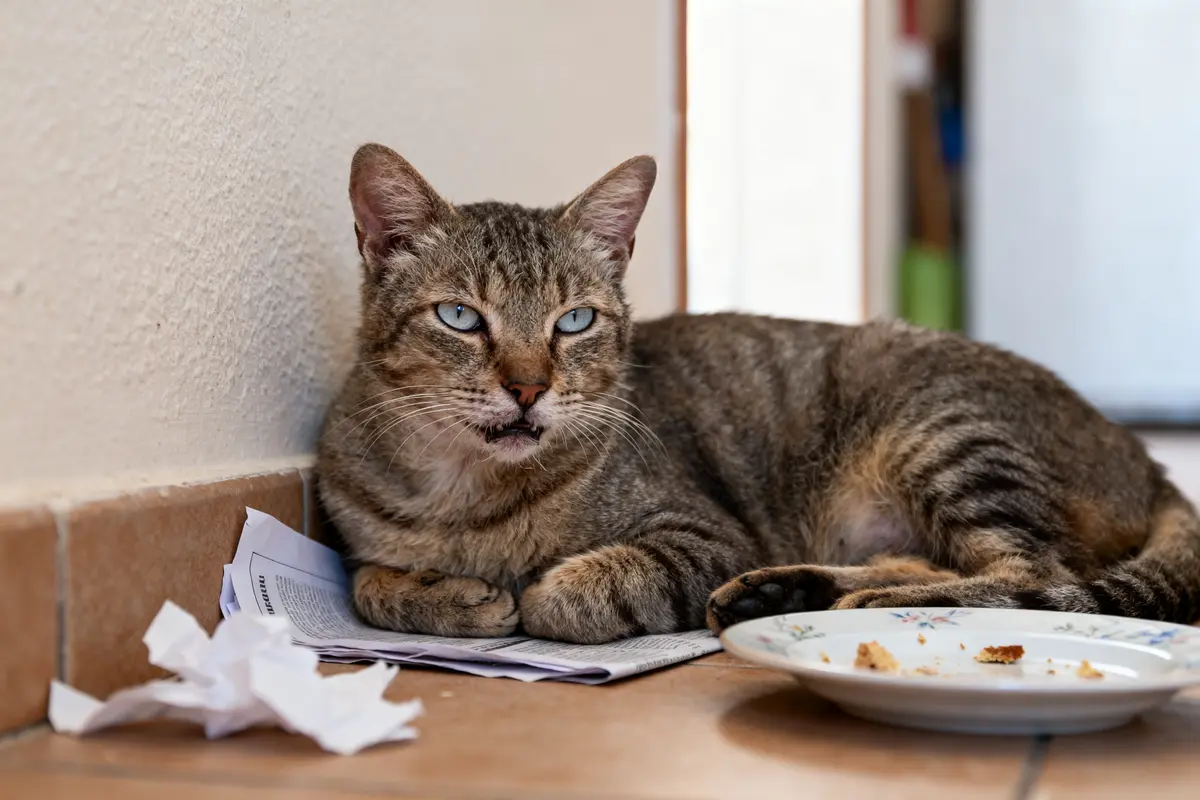 Chat tigré allongé près d'assiette, évoquant l'hyperthyroïdie et l'espérance de vie des chats