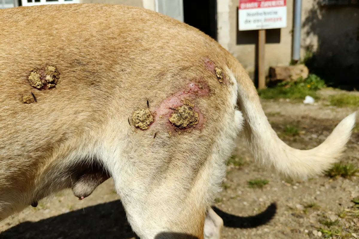 Maladie peau chien croûte : Causes, soins et signes à surveiller