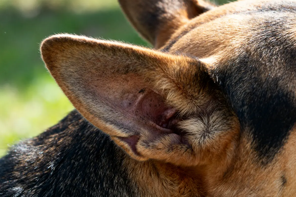 Gros plan sur l'oreille des chiens avec pelage brun et noir lumineux au soleil