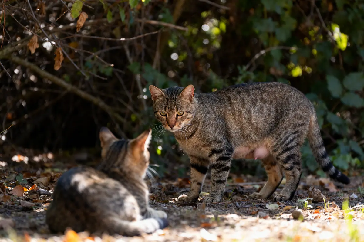 Reproduction du chat : cycle, accouplement et gestation à connaître