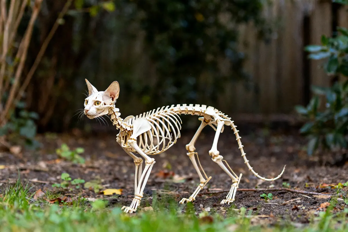 Squelette de chat debout dans un jardin verdoyant, entouré de plantes et d'arbres