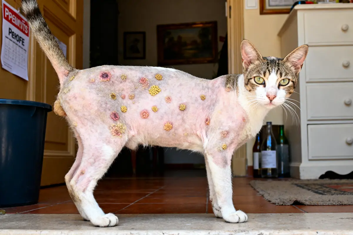 Chat debout, pelage clairsemé, nombreuses verrues visibles sur son corps, intérieur de maison