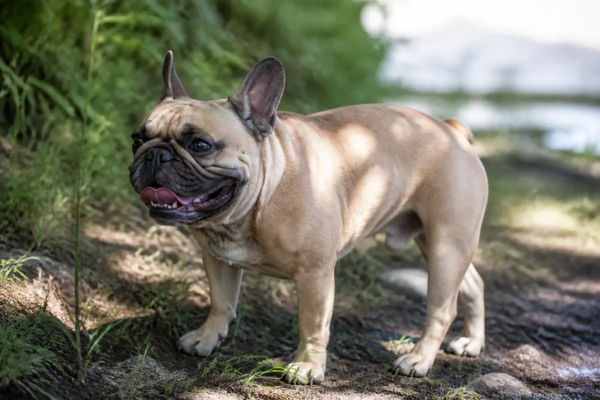 Bulldog Français Chaleur : 5 conseils pour gérer le coup de chaleur !