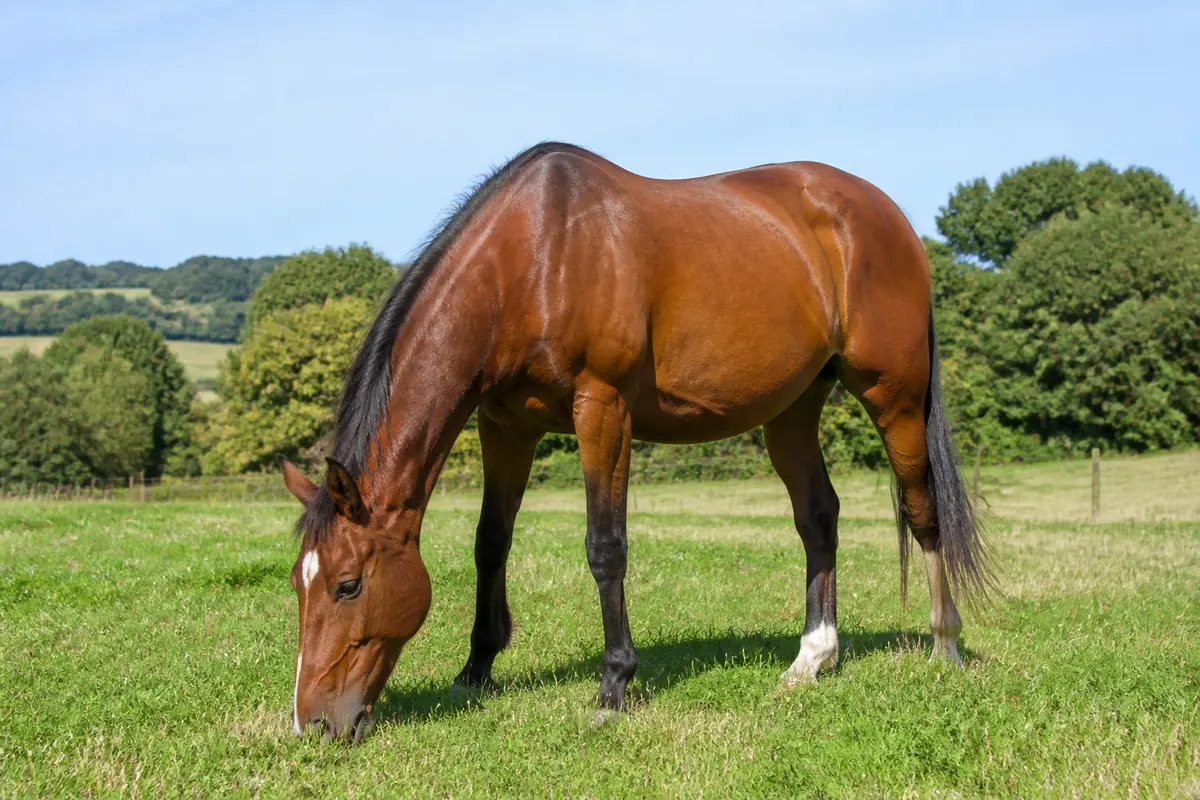 Cheval : Quelle est l’espérance de vie et comment l’optimiser ?