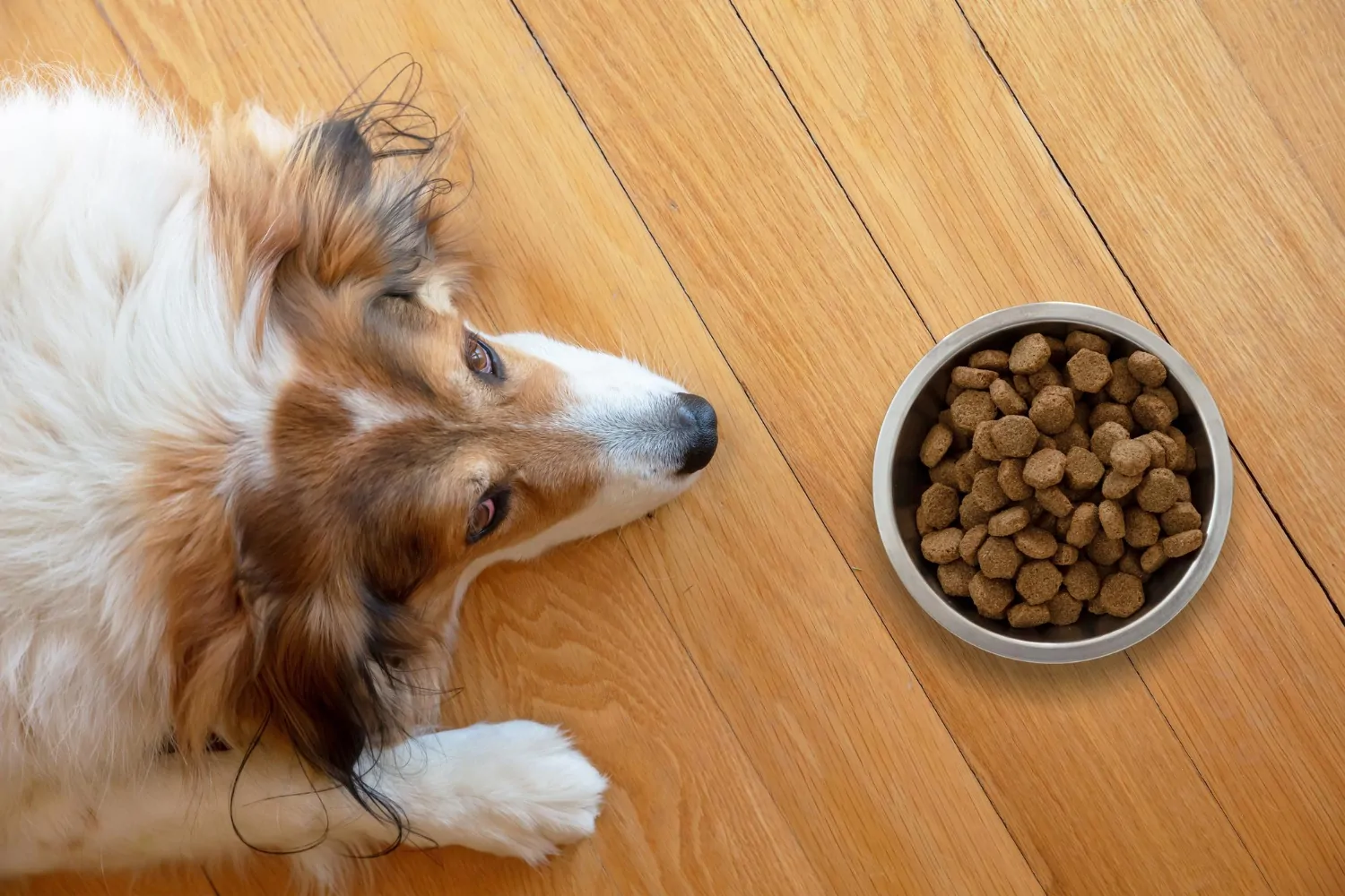 Chien domestique et un bol avec de la nourriture sèche sur fond de plancher en bois