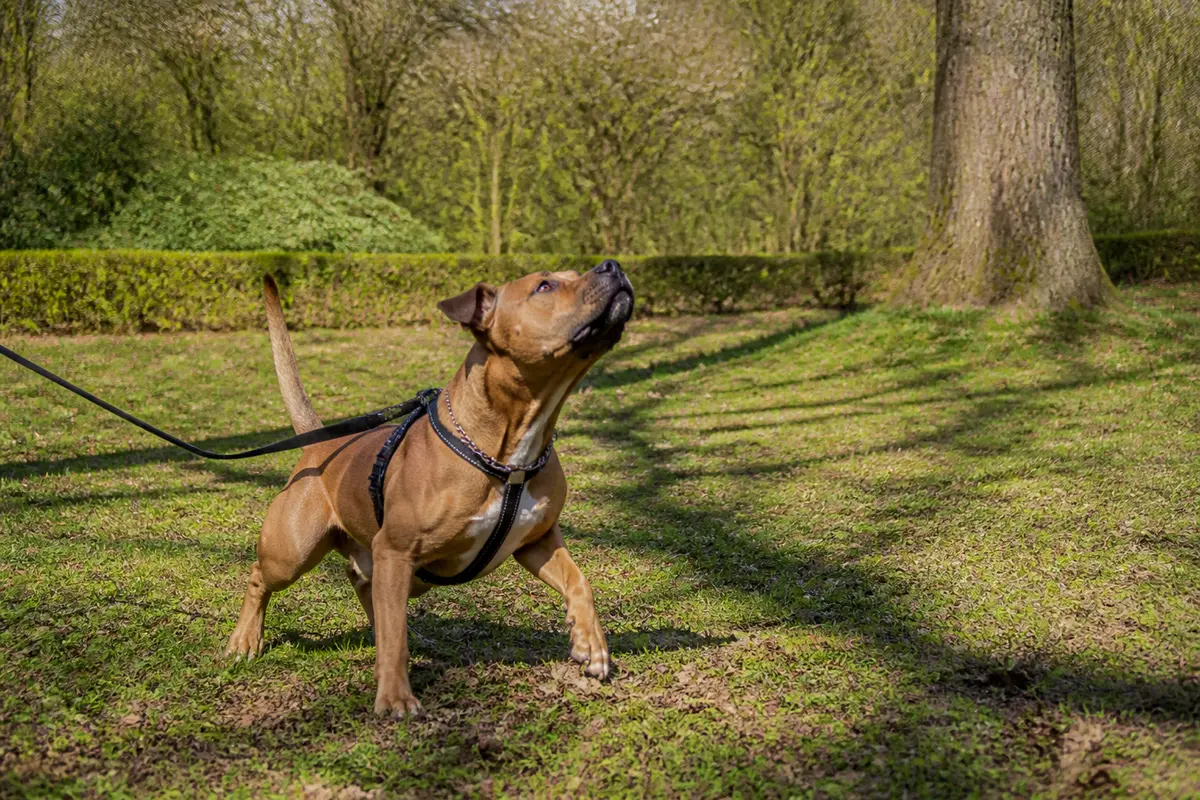 Période chaleur chien mâle : Comment reconnaître et calmer ?