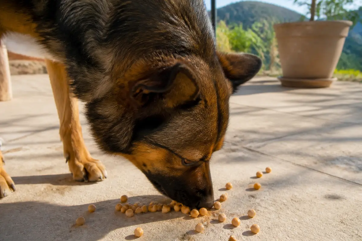 Chien brun mangeant des croquettes sur le sol extérieur ensoleillé, avec des plantes en arrière-plan.