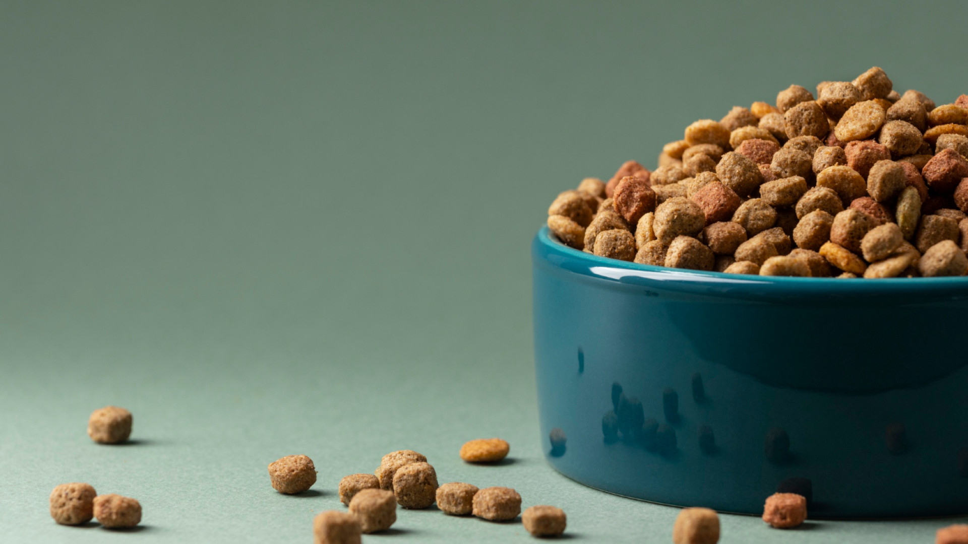 Quel critère privilégier pour reconnaître de véritables croquettes chien premium ?