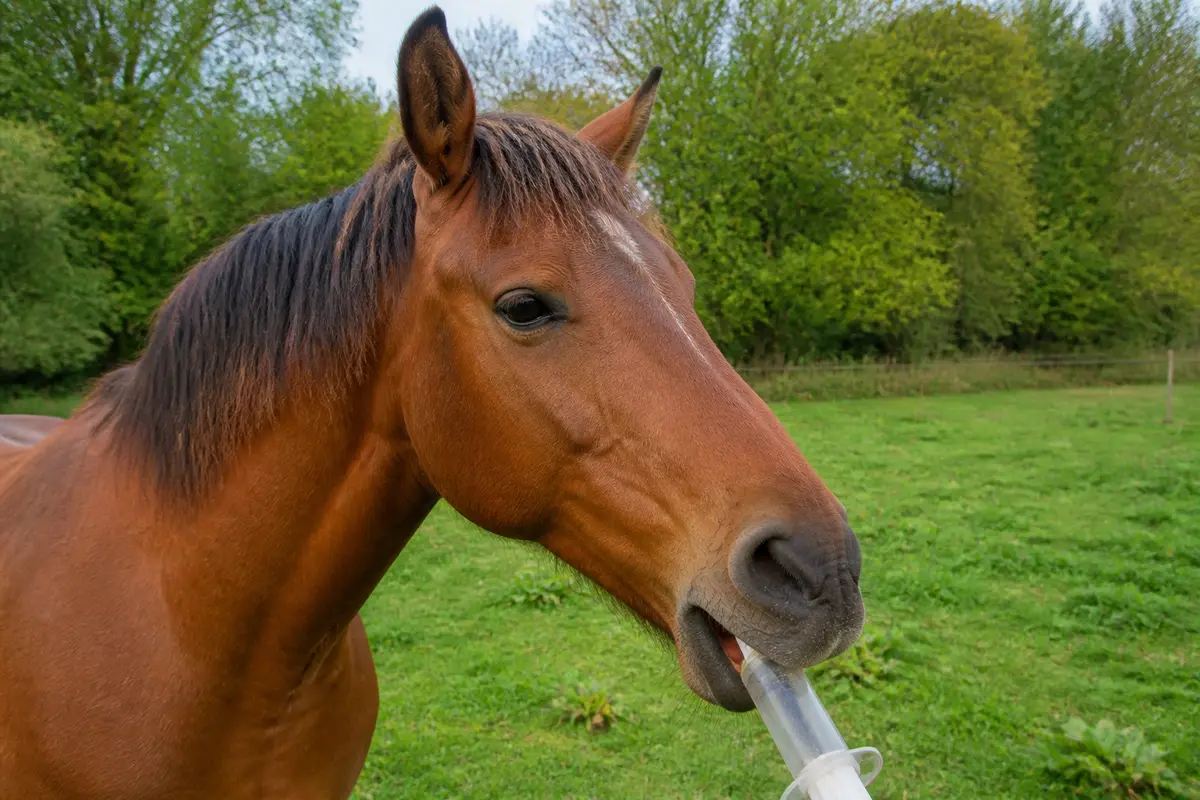 Vermifuger un cheval : Méthodes et bonnes pratiques à suivre